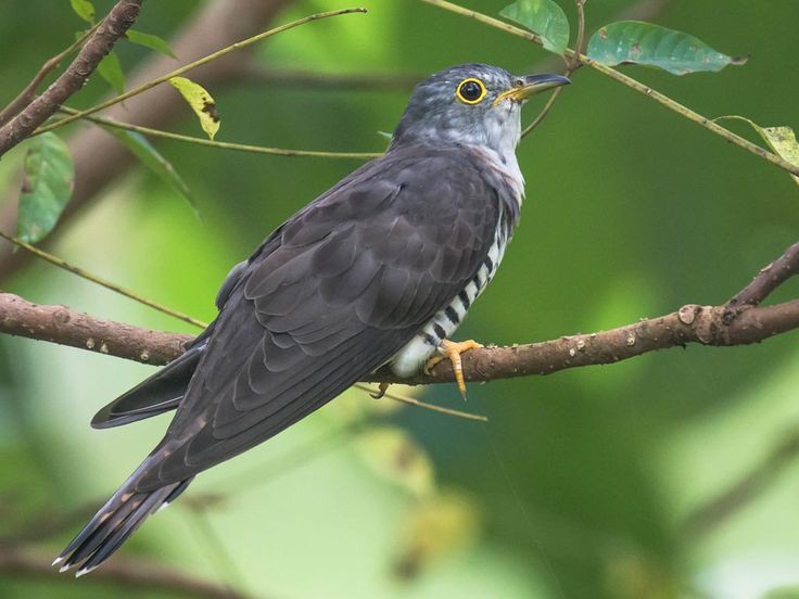 Burung Kedasih. suaranya panjang penuh mitos