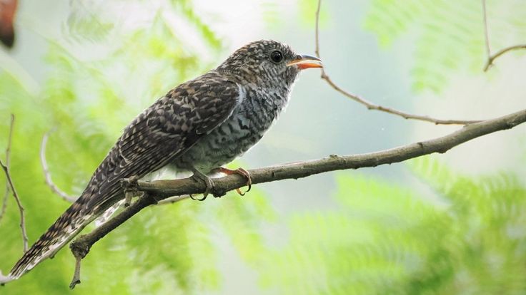 Burung Kedasih. beberapa mitos yang mengelilinginya