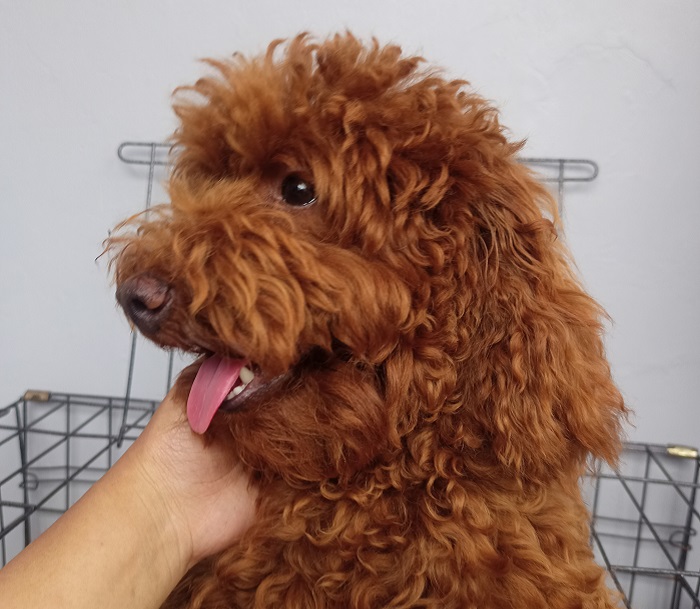 Heat Stroke Pada Anjing. Hati-hati bisa sebabkan kematian
