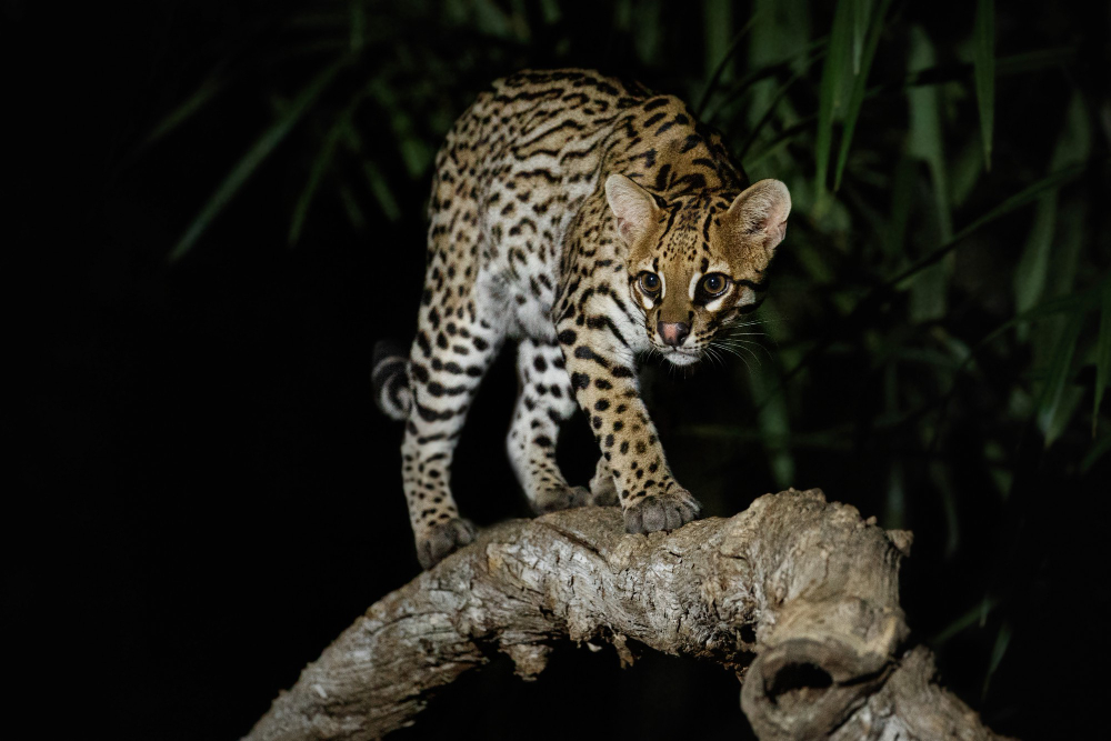 Kucing hutan brazil (freepik)