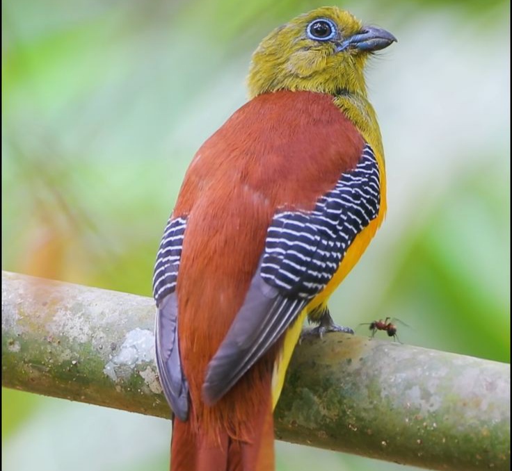 Burung Luntur Harimau