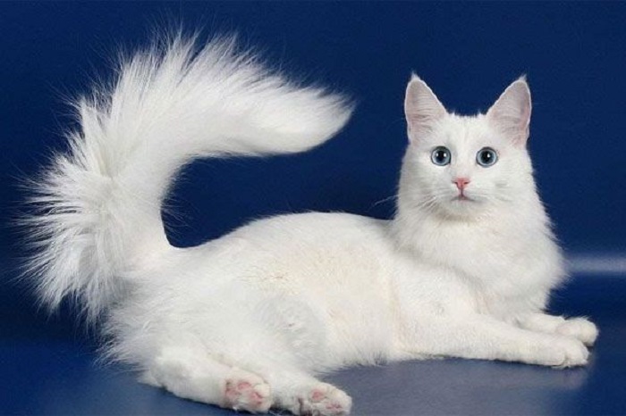 Kucing Turkish Angora, Kucing Bulu Panjang Tertua di Dunia