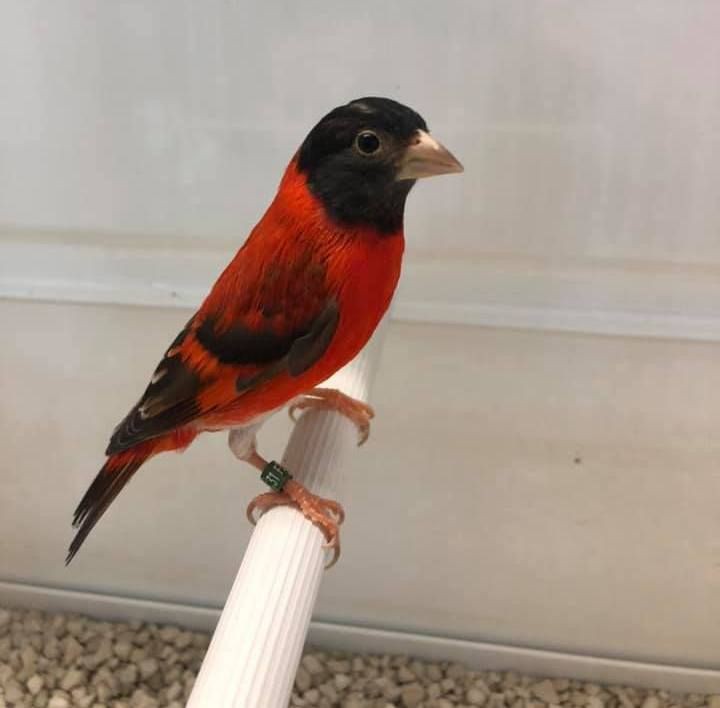 Burung Siskin. Mungil tapi banyak yang jatuh hati