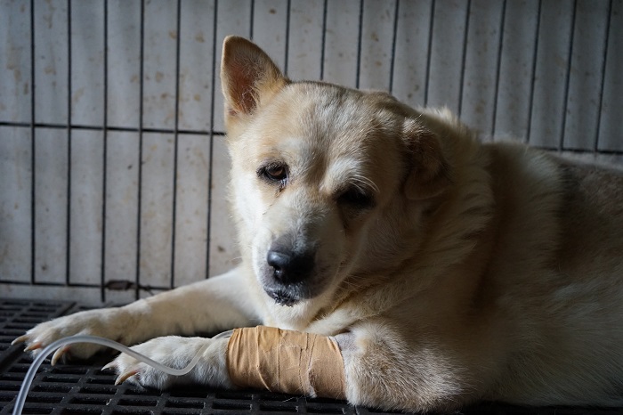 Anjing dan Kucing juga berpotensi kena gangguan ginjal