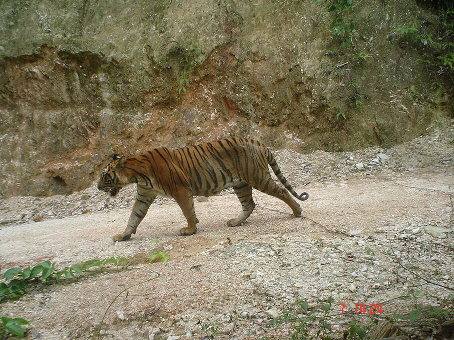 Harimau Malaya yang Sedang Berjalan Tertangkap Kamera Trap Petugas ( WWF )