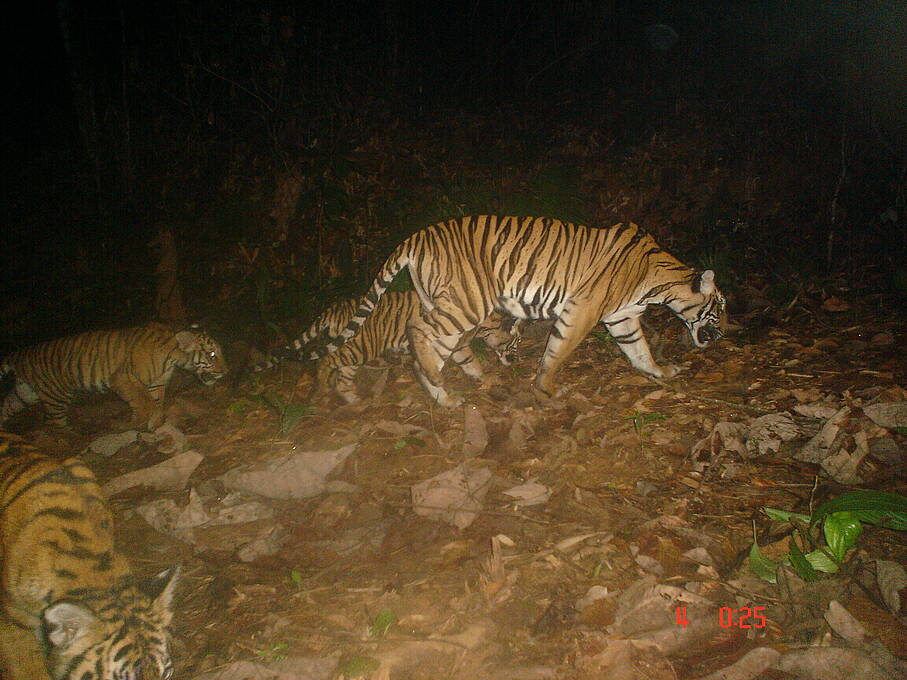 Kawanan Harimau Malaya yang Sedang Berjalan pada Malam Hari Tertangkap Kamera Trap Petugas ( WWF )
