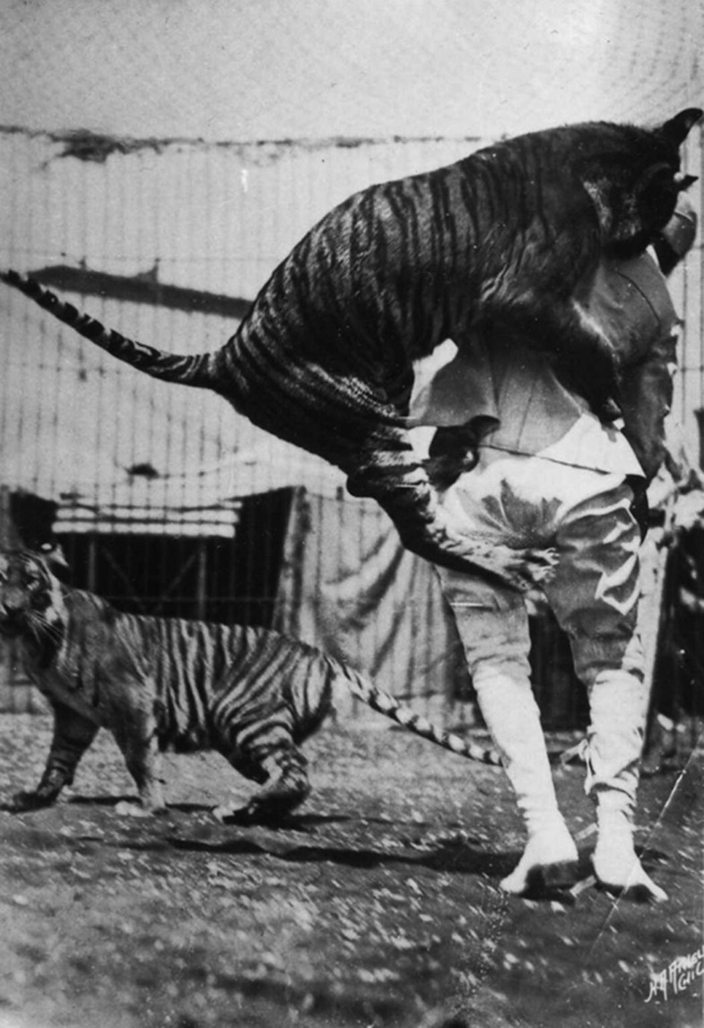 Harimau Bali di Srikus Ringling Bros USA tahun 1915 (recentlyextinctspecies.com)