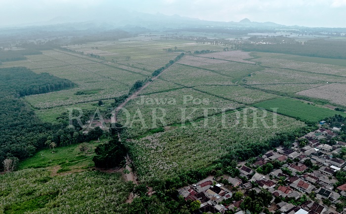 Hamparan tanaman tebu yang dahulu berisi pohon kopi dan cokelat dituding jadi biang terjadinya bencana banjir di Desa Sepawon, Plosoklaten.