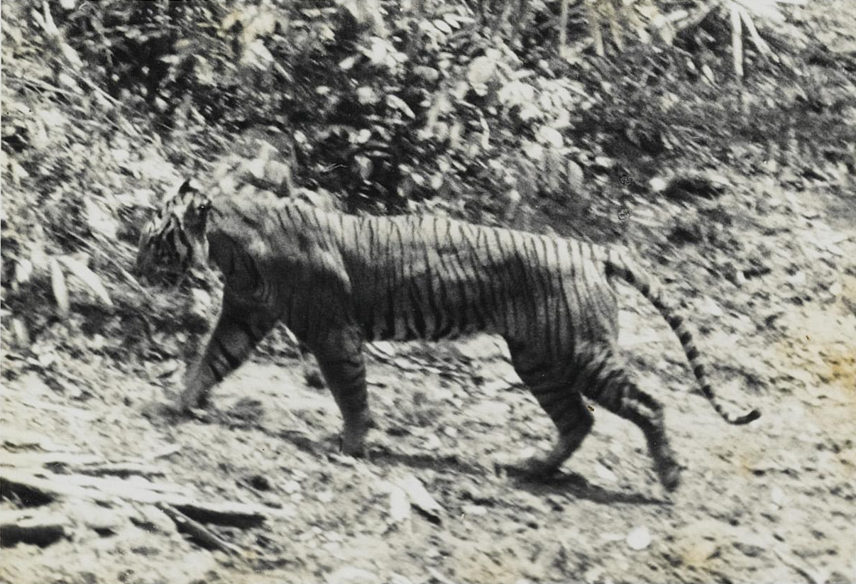 Foto Harimau Jawa di Ujung Kulon Tahun 1938 (Andries Hoogerwef)