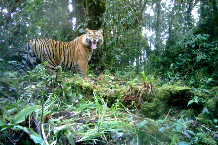 Harimau Sumatera di Taman Nasional Gn. Kerinci (Fauna dan Flora International/TNKS)