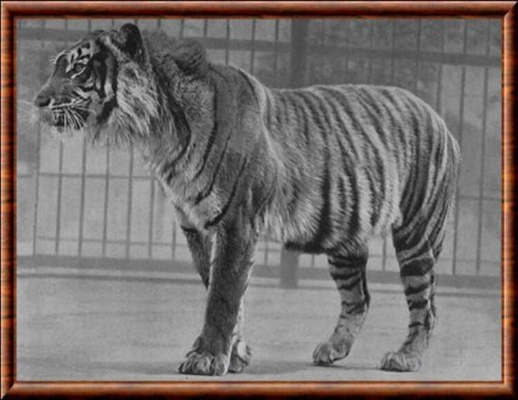 Harimau Jawa (wikipedia)