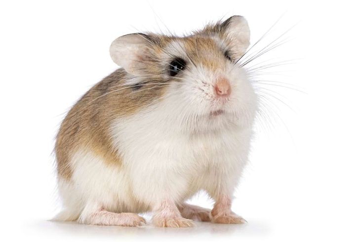 Roborovski, hamster mini lincahnya maxi