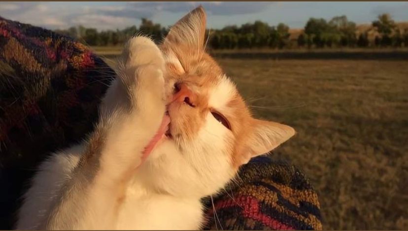 luka cakaran kucing bisa menjadi pintu masuk bagi bakteri berbahaya.
