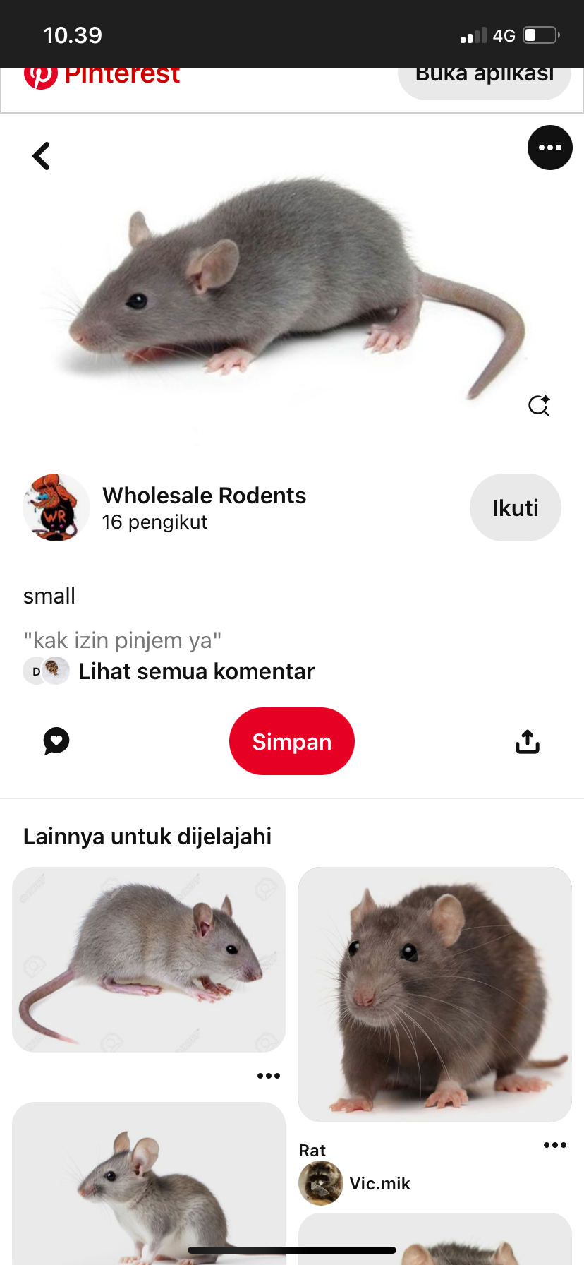 Tikus di rumah