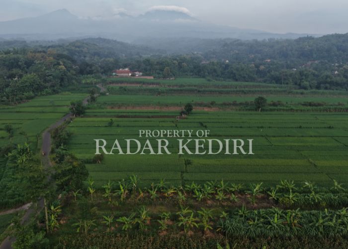 MENIPIS: Lahan pertanian yang kena kepras karena proyek Tol Kediri-Tulungagung di Kecamatan Mojo.