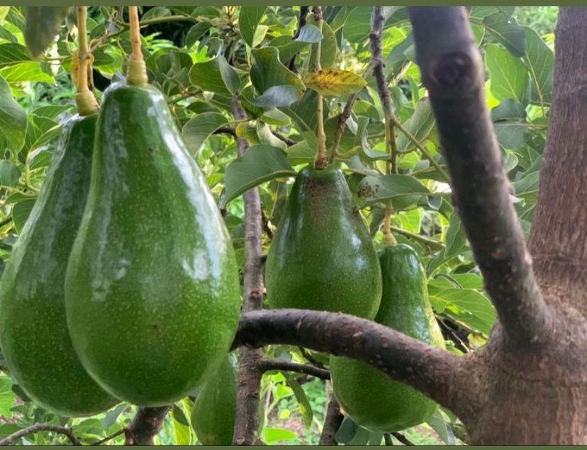 Pohon Alpukat tanpa serangan ulat.