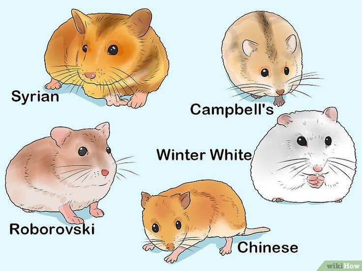 Beberapa jenis hamster, pilih sesuai budget