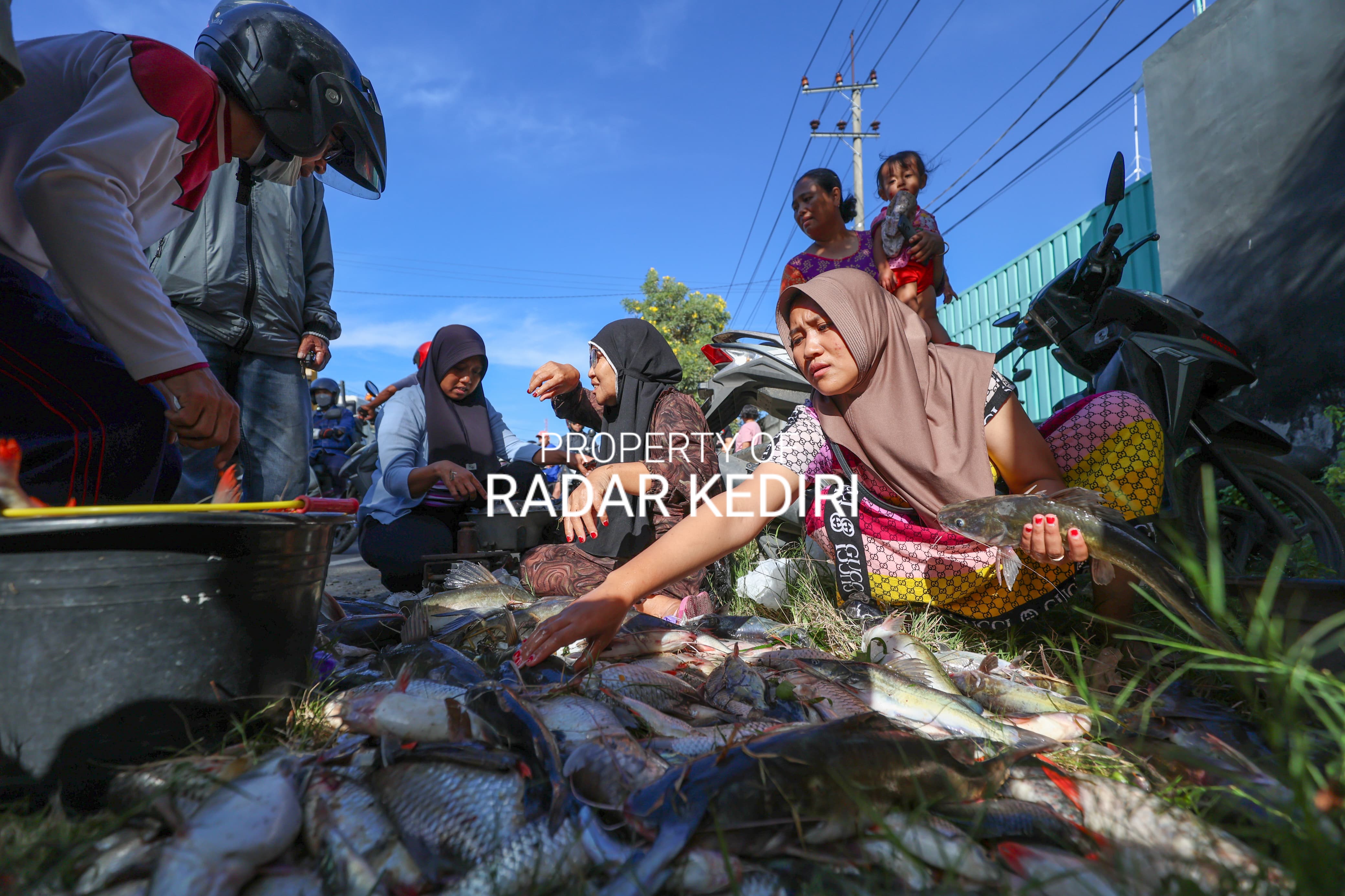 Puluhan warga Kediri menjadi penjual ikan dadakan hasil pladu di Sungai Brantas.