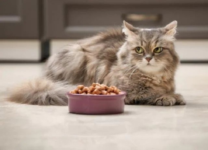 Ilustrasi Kucing sulit Makan