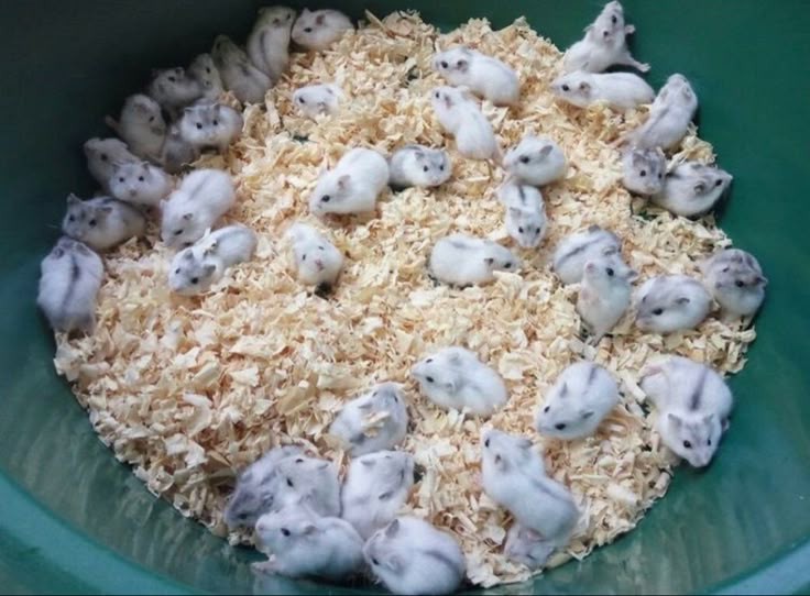 Breeding Hamster, perlu persiapan khusus