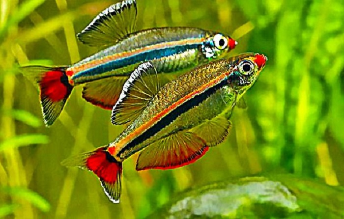 Ikan White Cloud Mountain Minnow cocok untuk daerah dingin