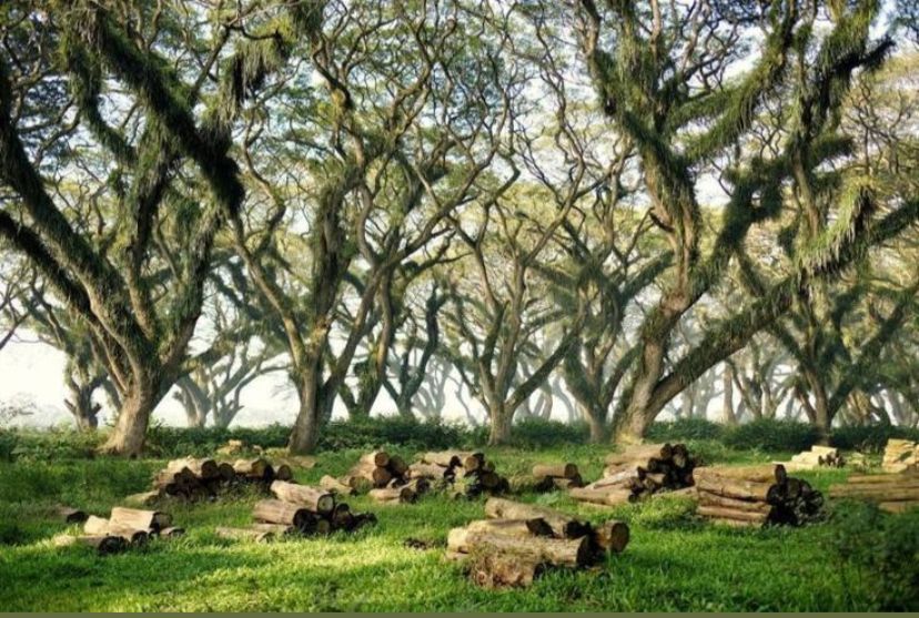 De Djawatan Hutan di Banyuwangi.