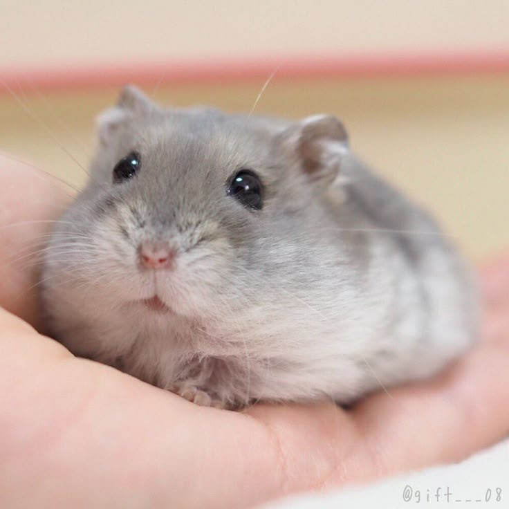 Memelihara Hamster harus penuh kasih sayang