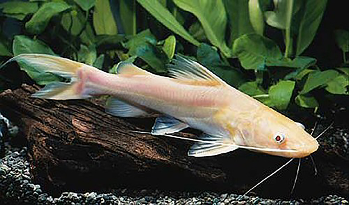 Ikan Rengkik: Ikan Albino Tangguh untuk Akuarium Predator