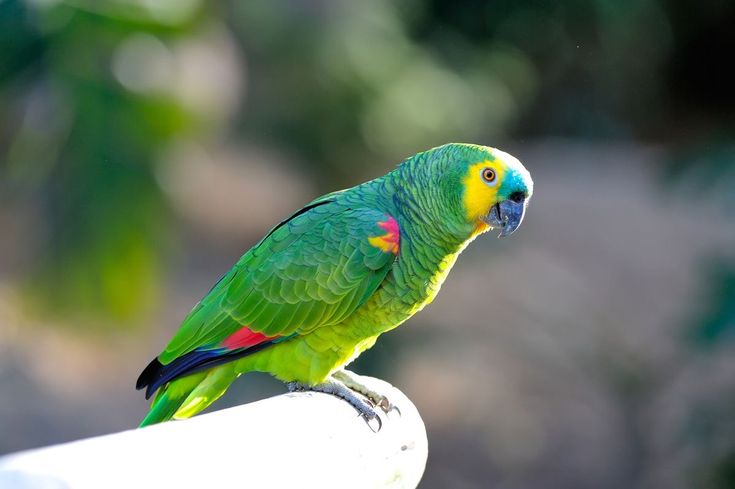 Burung perkici merupakan spesies yang membentuk kelompok monofiletik dalam keluarga burung beo Psittaculidae.