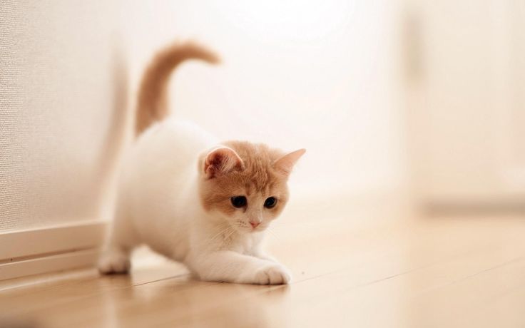 Mengapa Kucing Tidak Mati saat Jatuh dari Ketinggian, Benarkah Karena Memiliki 9 Nyawa
