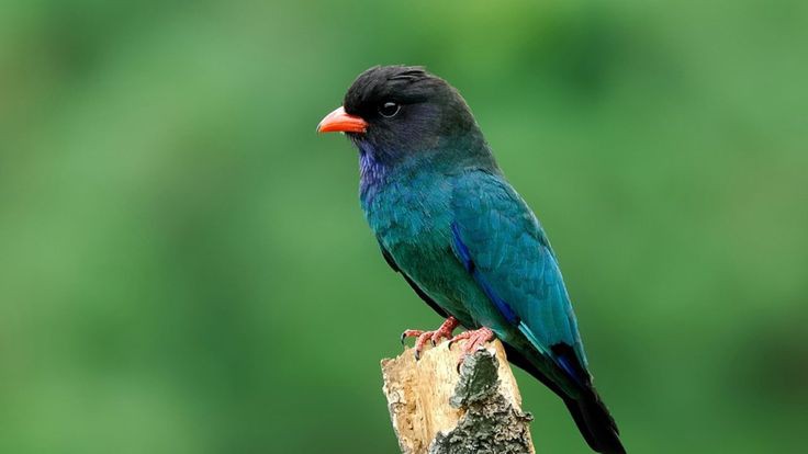 Tengkek buto, burung berwarna cerah di ranting pohon.
