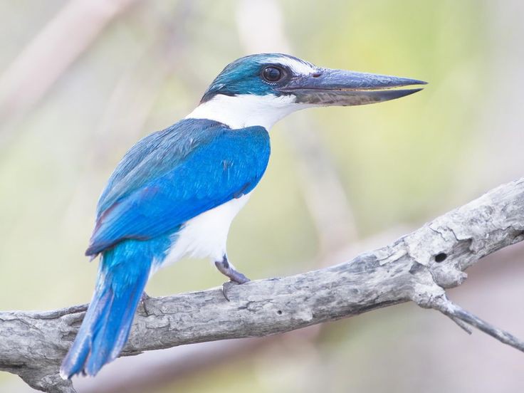 Burung raja udang biru