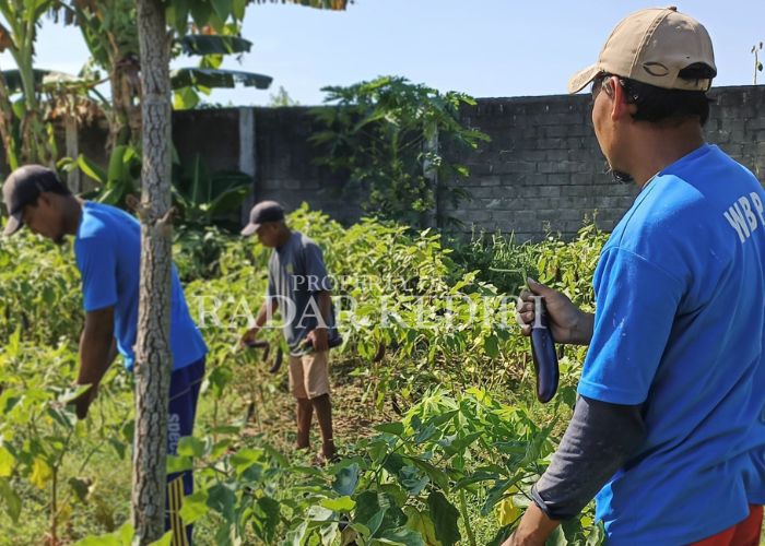 PANEN: Napi Lapas IIA Kediri memetik terong di Lapas Kulon Kali.