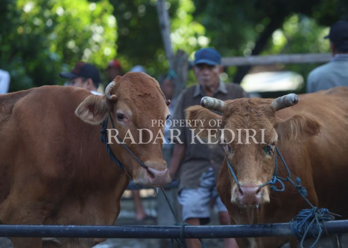 CEGAH PMK: Sapi di pasar hewan harus sehat dari penyakit. Jelang Idul Adha, tak boleh ada yang kena penyakit mulut dan kuku.