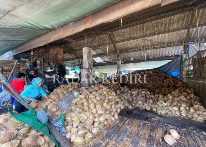 NAIK DRASTIS: Pedagang kelapa sedang memilah barang dagangannya di lapak Pasar Grosir Ngronggo Kota Kediri.