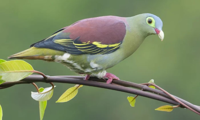 Burung Punai