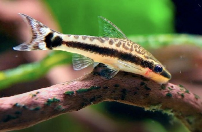 Ikan otto