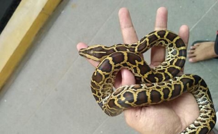 Ular Sanca Bodo beberapa hari setelah menetas