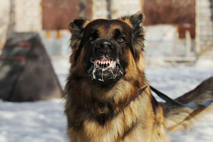 Inilah Alasan Mengapa Rabies adalah Penyakit Paling Mematikan di Dunia
