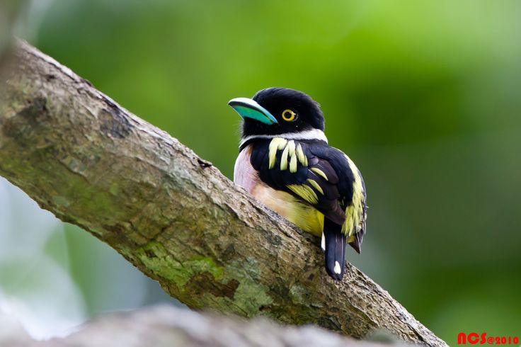 Burung sempur hujan darat penghuni hutan Asia Tenggara