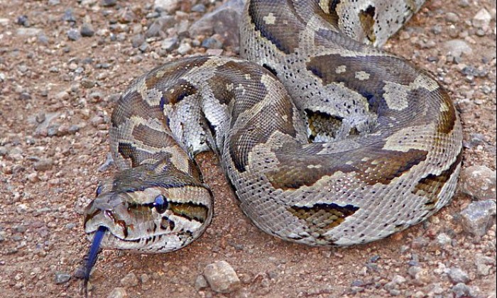 Ular Sanca Batu Afrika