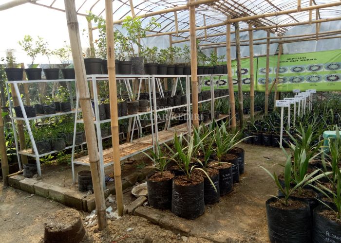 Penampakan green house di Desa Sumbercangkring, Gurah.
