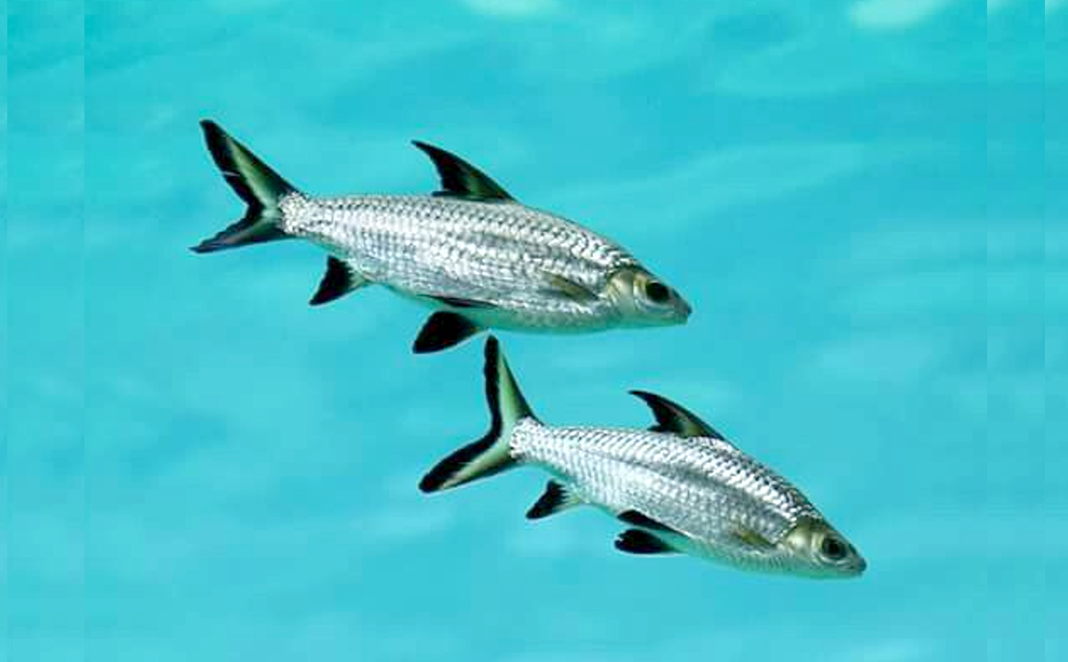 Ikan Bala Shark