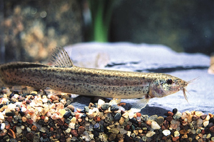 Ikan belut lelel