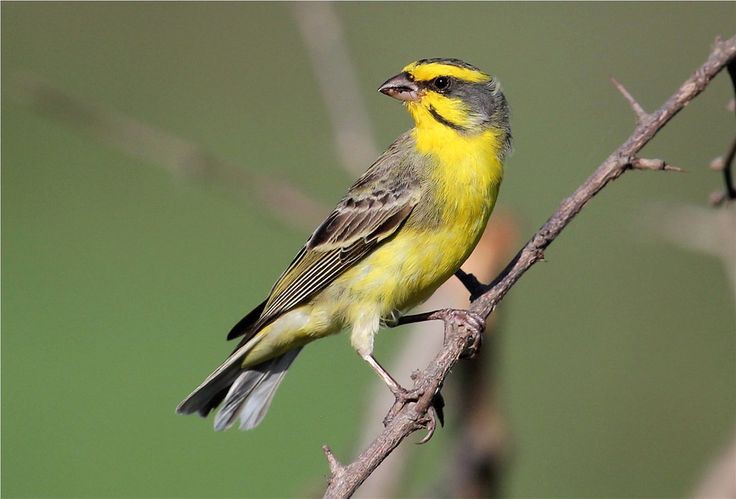 Burung Muzambik