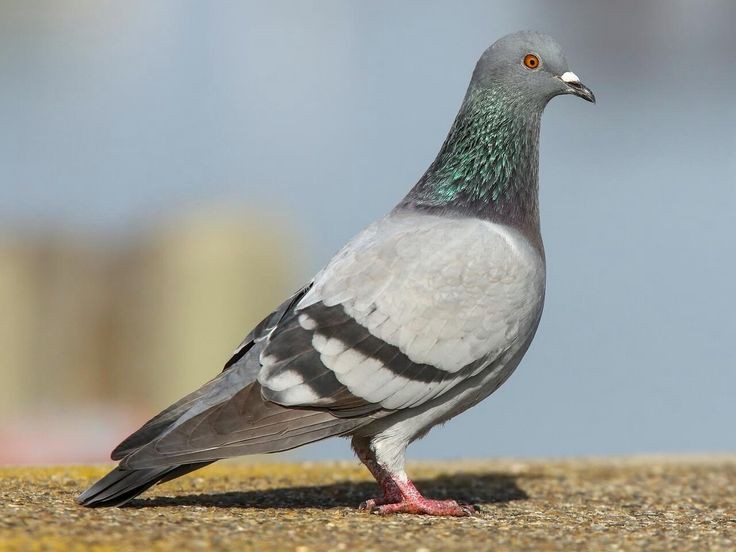 Merpati balap