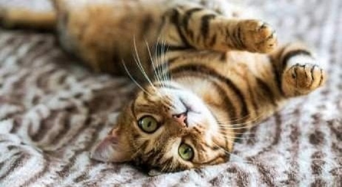Ilustrasi kucing sedang bermain