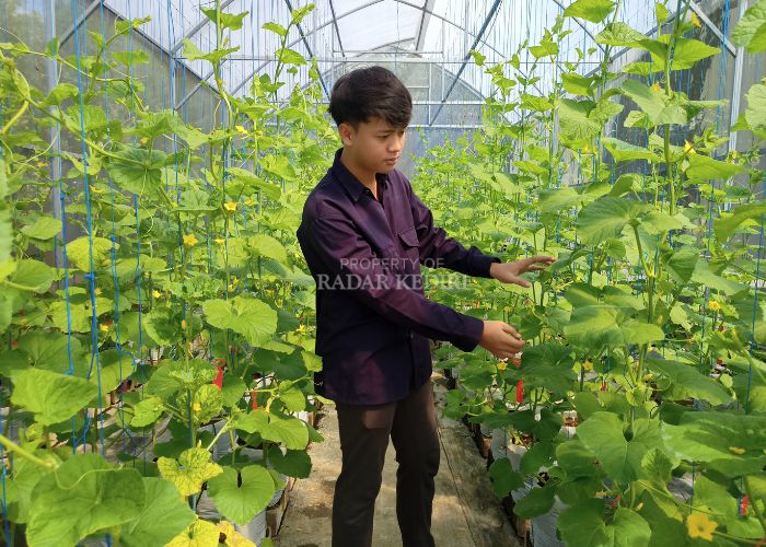 Lucky memeriksa melon hidroponik di green house miliknya.