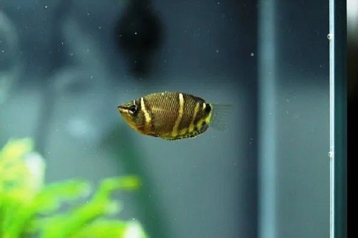 Ikan Gurami Coklat