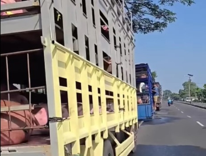 Truk yang mengangkut Babi berhenti di Jalan Pantura Desa Eretan Kulon, Kecamatan Kandanghaur, Kabupaten Indramayu, Jawa Barat. Supir menyiram babi yang ada di dalam truk dengan air dari irigasi.